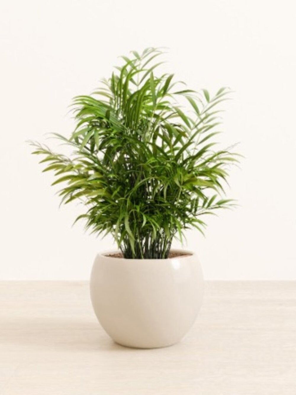 Easyplant Self-Watering Ceramic Planter Pot. Shiny Eggwhite. Monet. - Picture 4 of 10